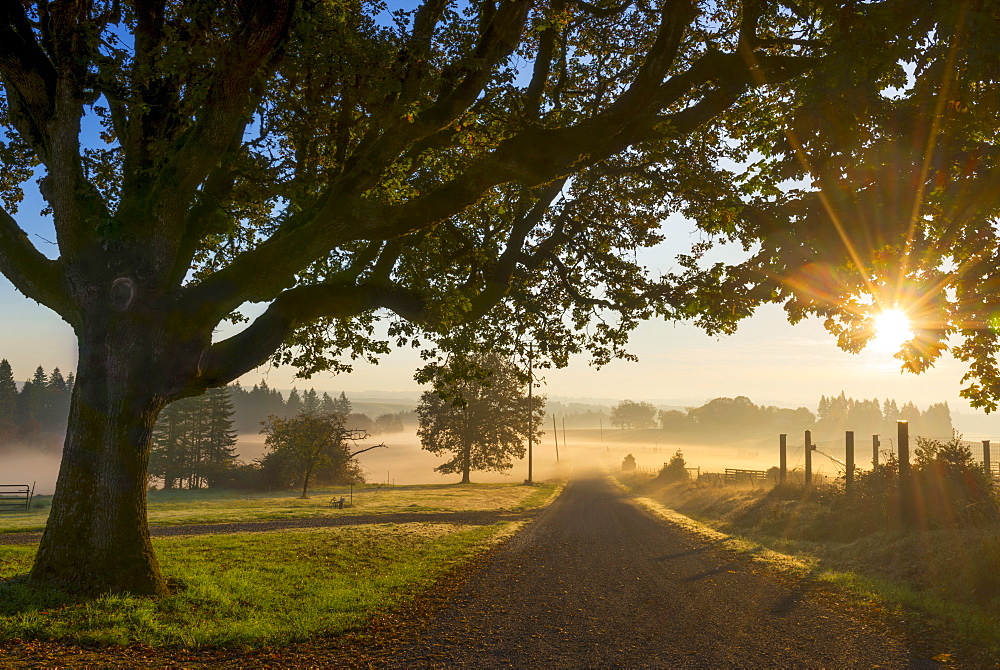 Fog over fields, USA, Oregon, Marion County