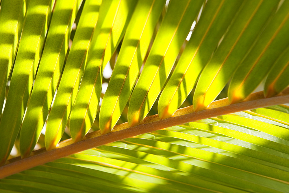 Close up of tropical palm frond