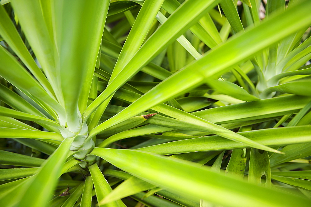 Close up of tropical plant