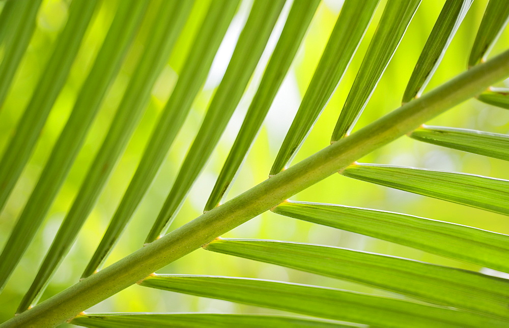 Close up of tropical plant