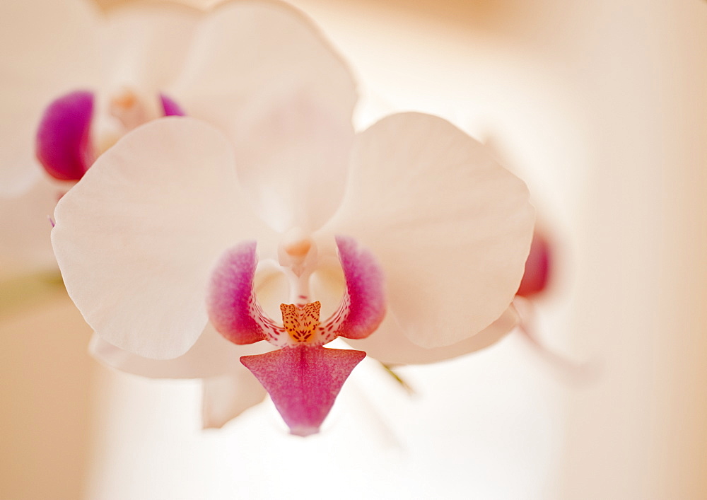 Close up of orchid