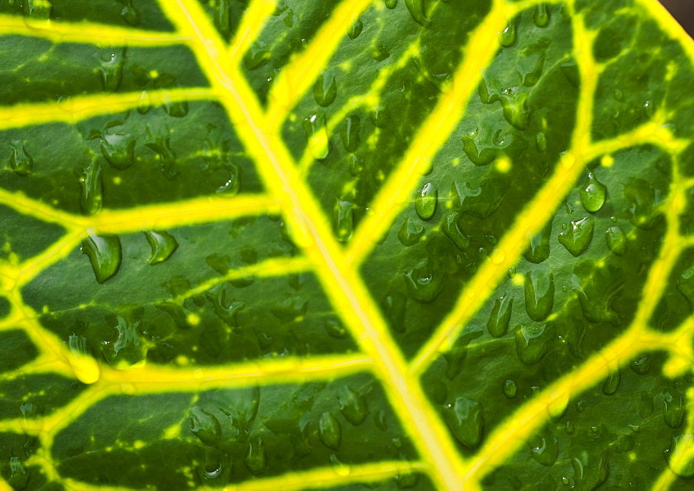 Close up of wet tropical leaf