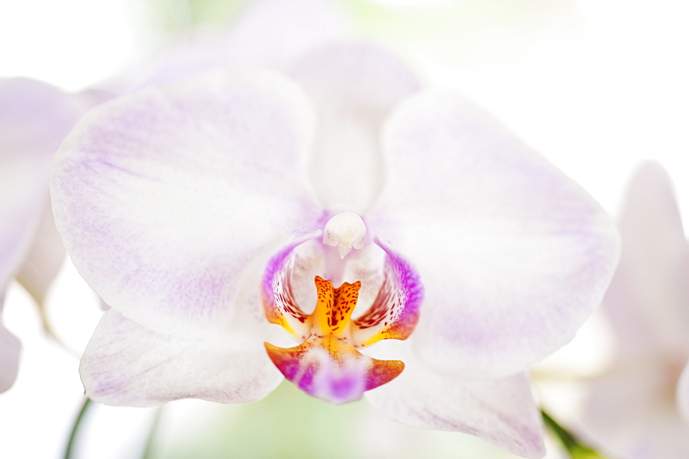 Close up of orchid