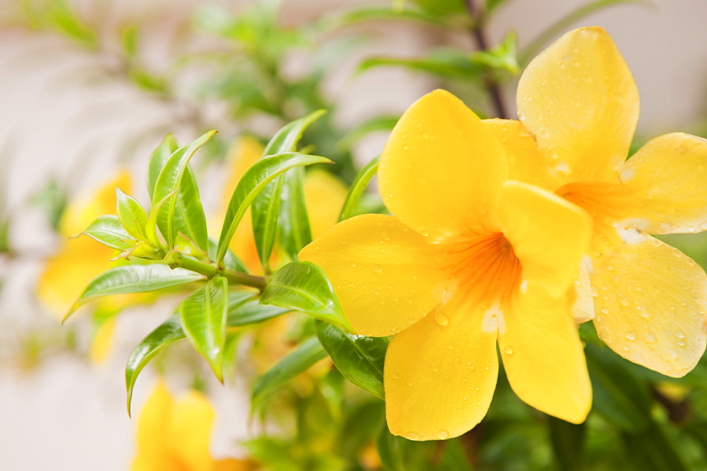 Close up of tropical flower