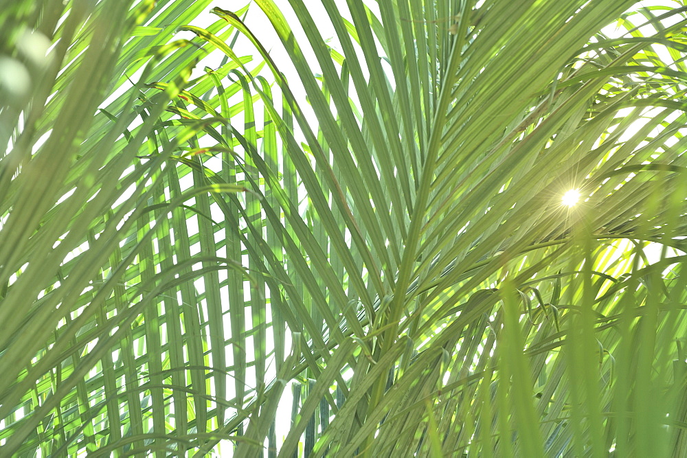 Sunlight on tropical plants