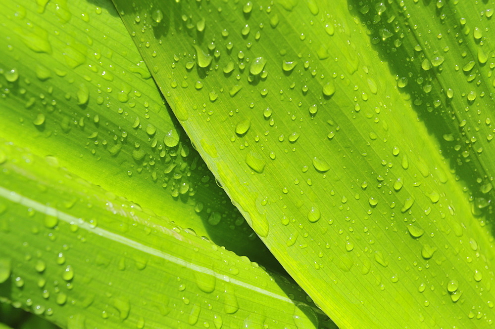 Close up of wet tropical leaf