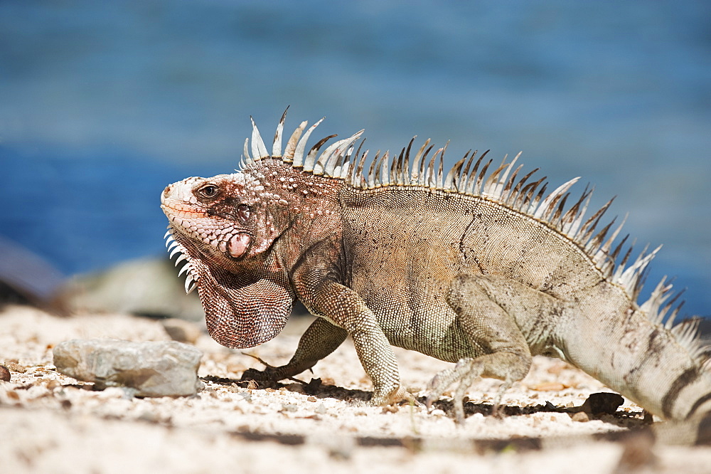 Close up of iguana