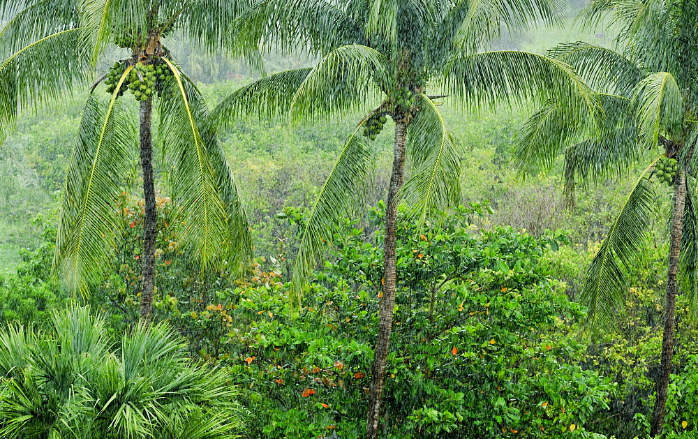 Tropical rainforest