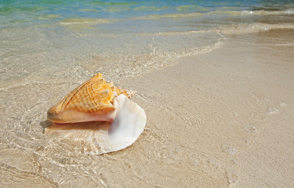 Conch shell on beach