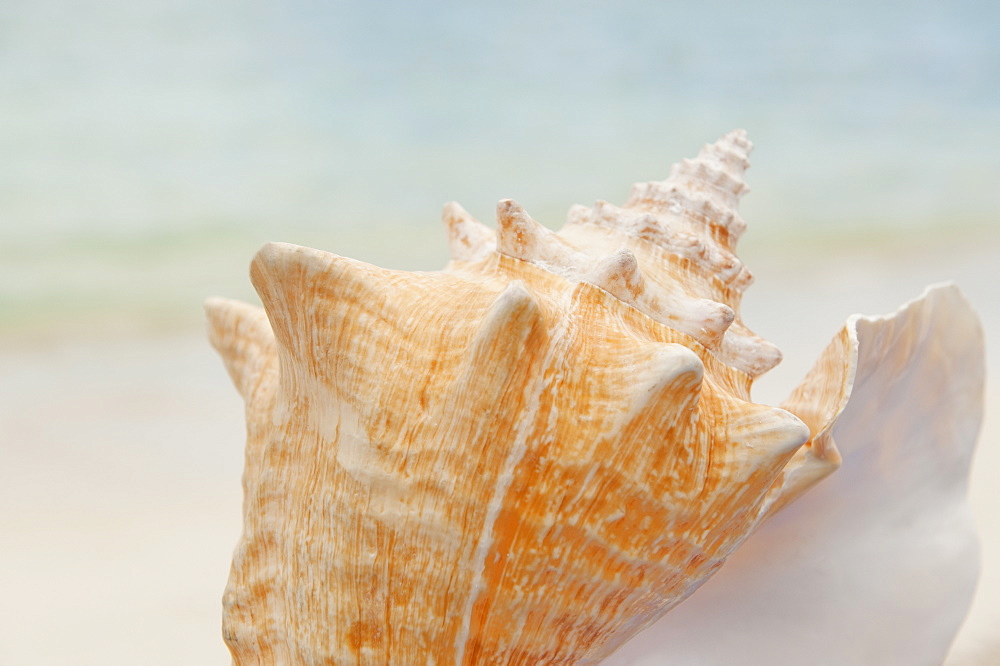 Close up of conch shell