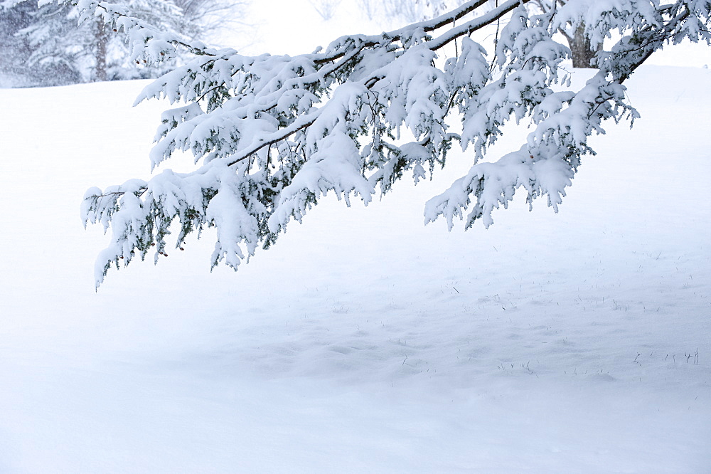 Snowy tree branch in winter
