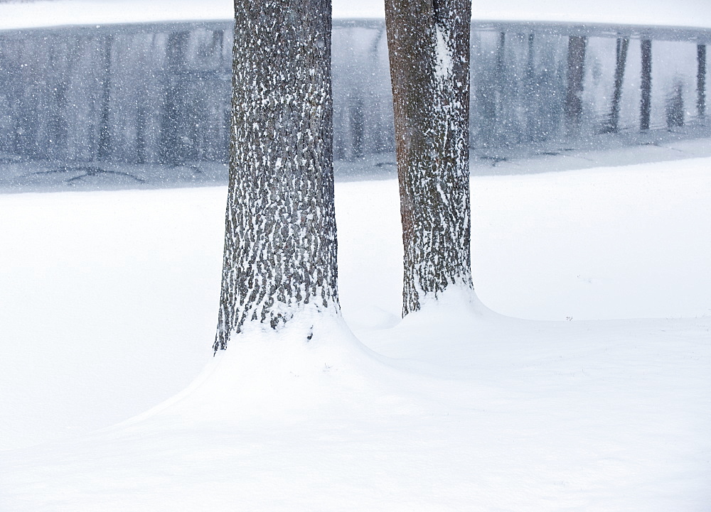 Trees in winter