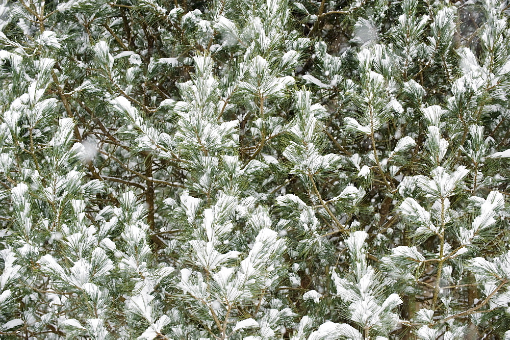 Forest in winter