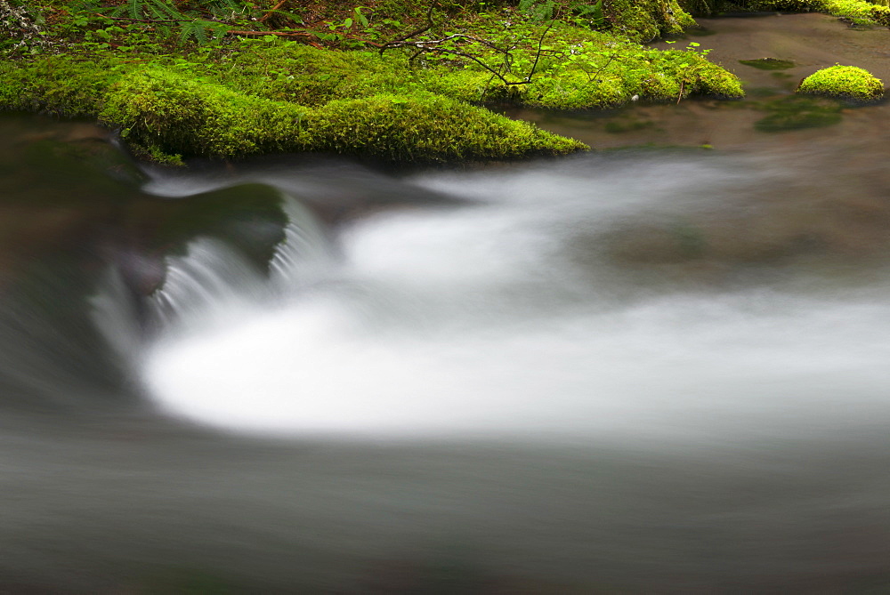 Creek in Mount Hood National Forest, USA, Oregon, Creek in Mount Hood National Forest