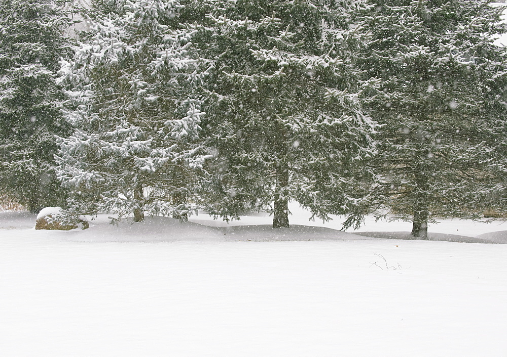 Forest in winter
