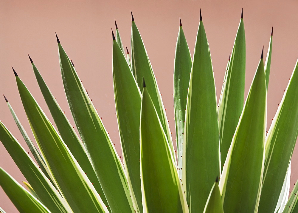 Close up of agave plant