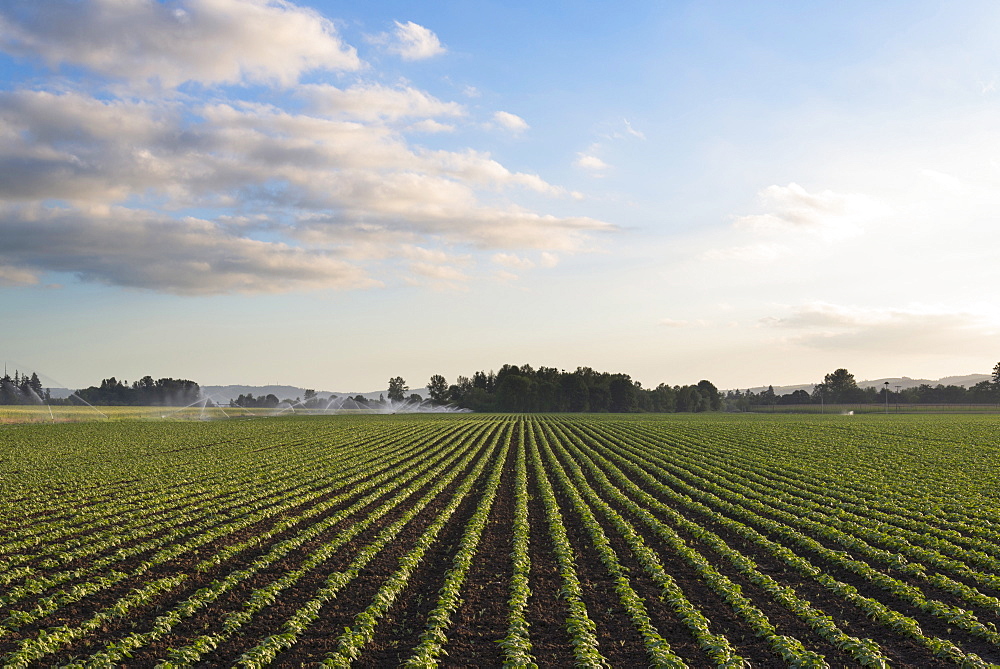 Bean filed, Marion County, Oregon