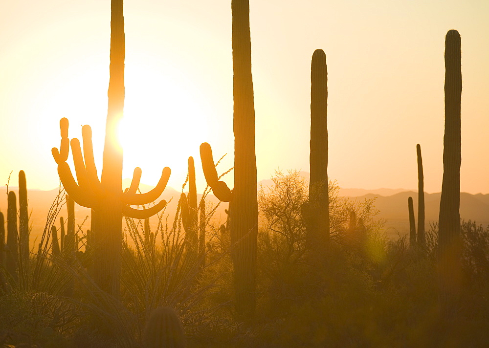 Sun setting behind cactus plants, Saguaro National Park, Arizona