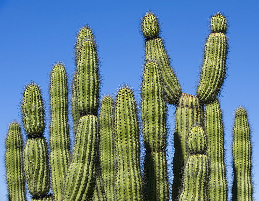 Organ Pipe Cactus against blue sky