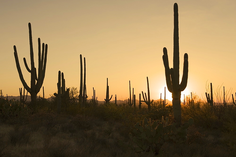 Sun behind cactus plants, Saguaro National Park, Arizona