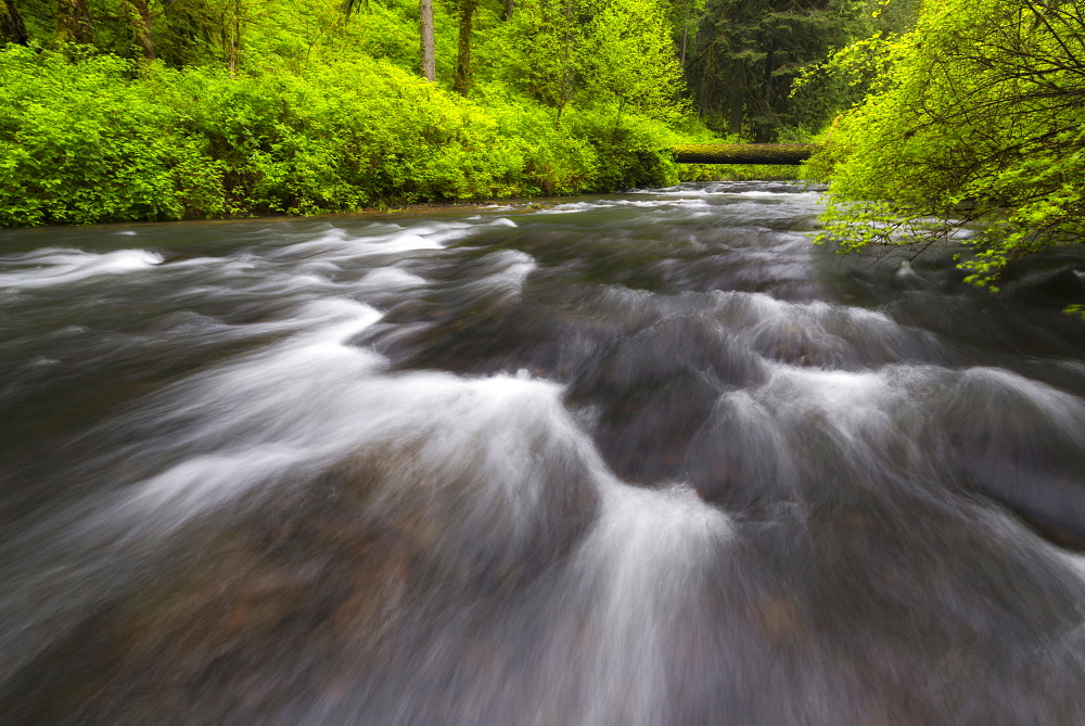 Stream in forest, Silver Creek, Oregon
