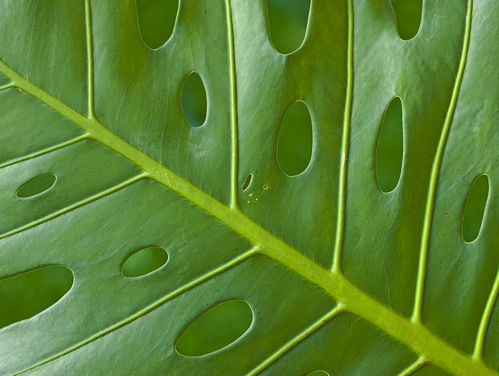 Close up of tropical leaf