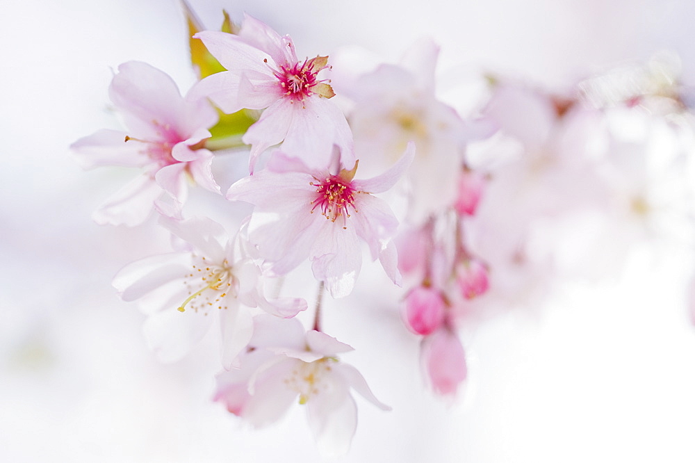 Close up of cherry blossoms