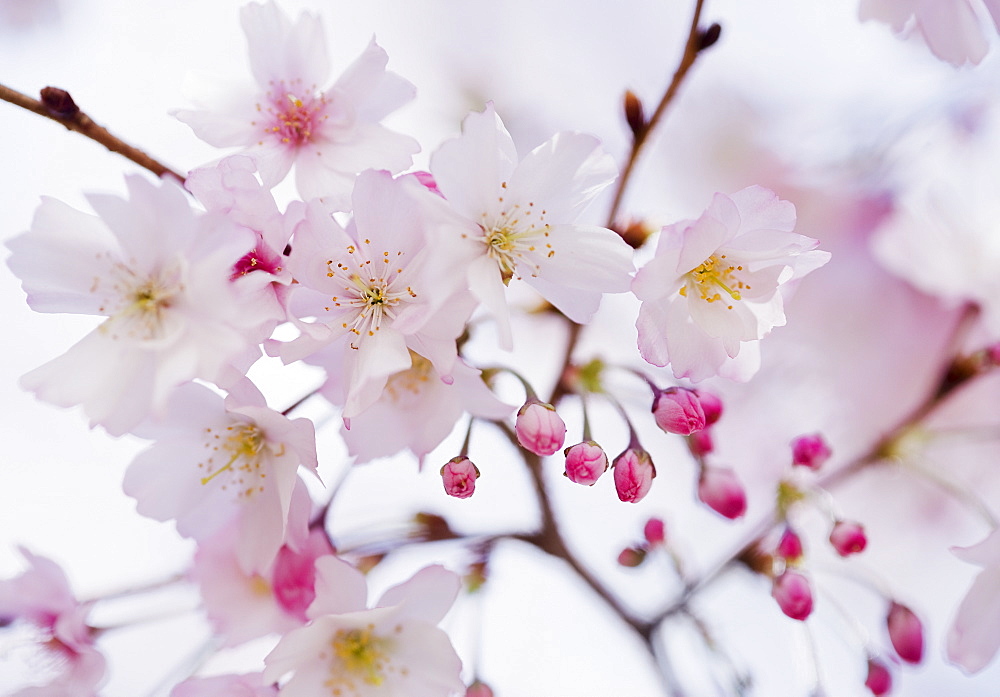 Close up of cherry blossoms