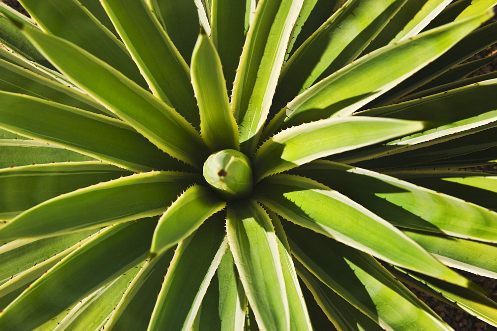 Close up of agave cactus plant