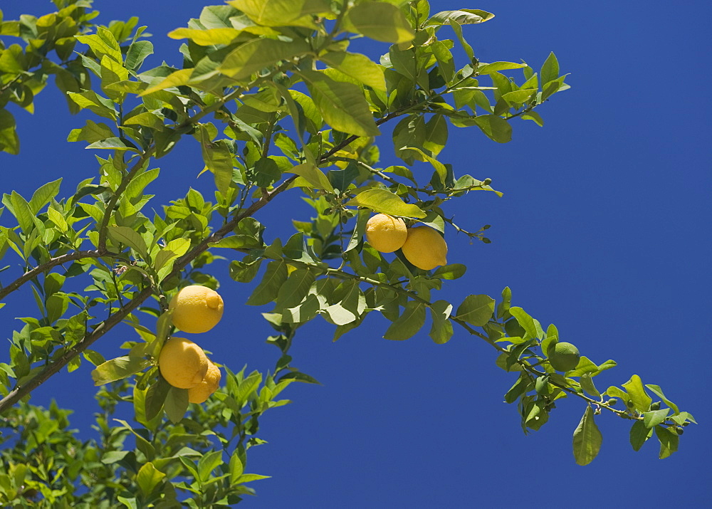 Low angle view of lemon tree