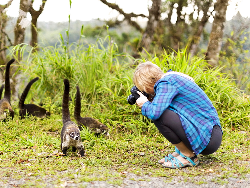 Woman taking photos of coatis living in the wild, Costa Rica