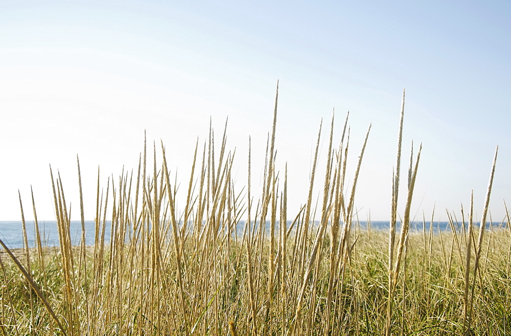 Dune grass on beach, Nantucket, Massachusetts, USA
