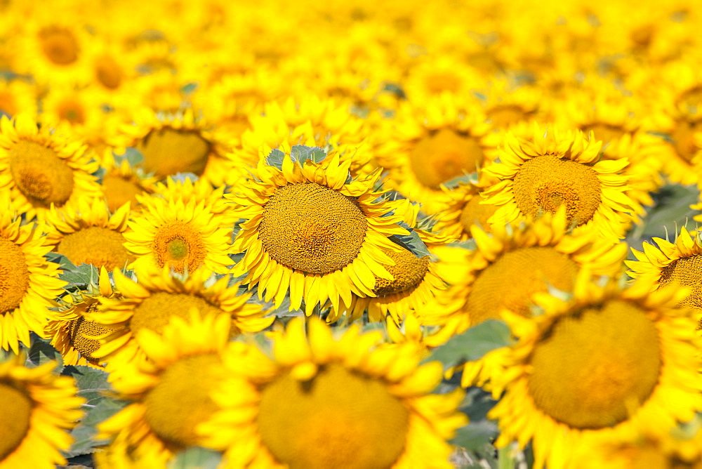Filed full of yellow sunflowers