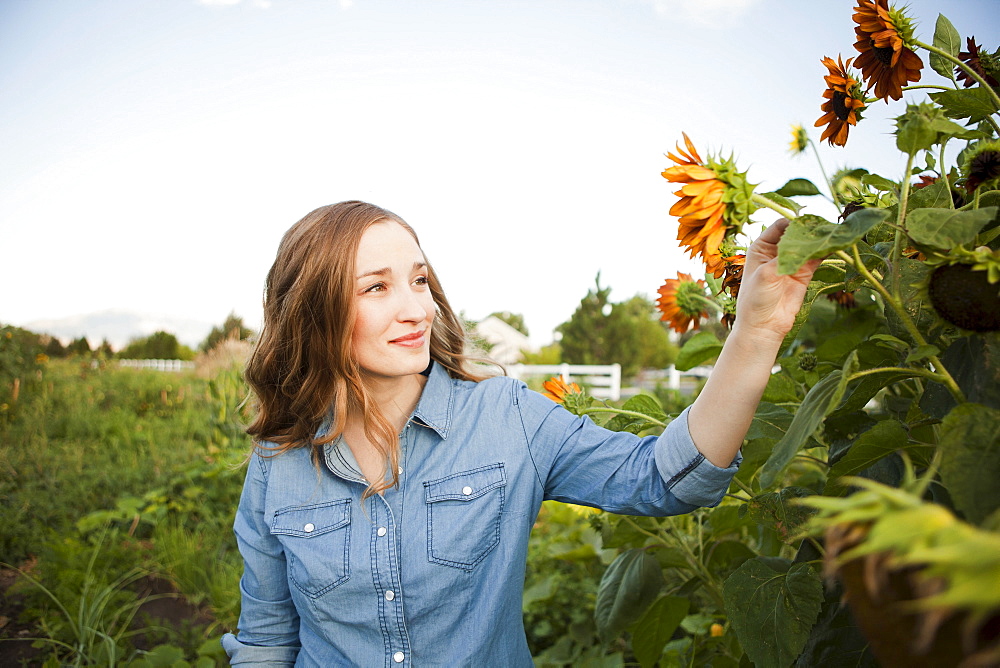 Portrait of young woman harvesting sunflowers, Salt Lake City, Utah