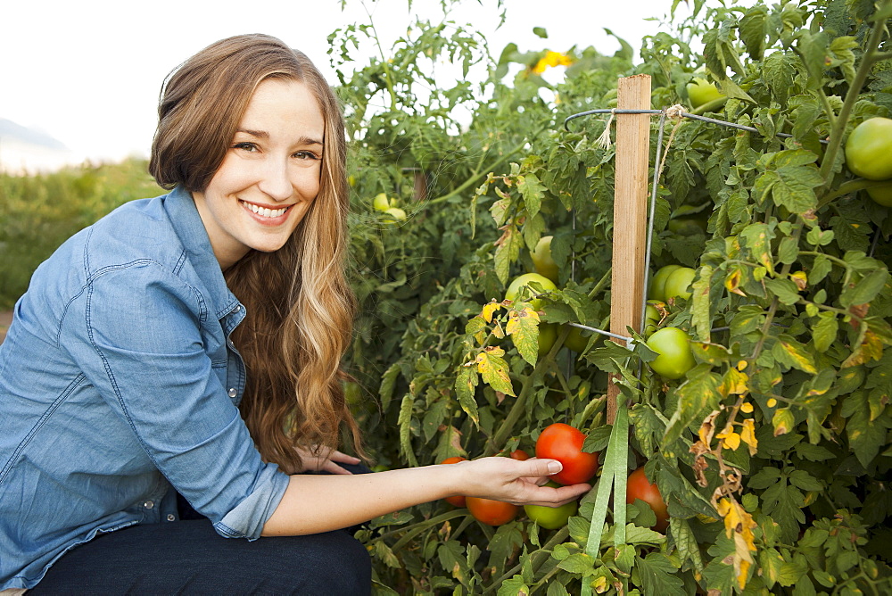 Portrait of young woman harvesting tomatoes, Salt Lake City, Utah