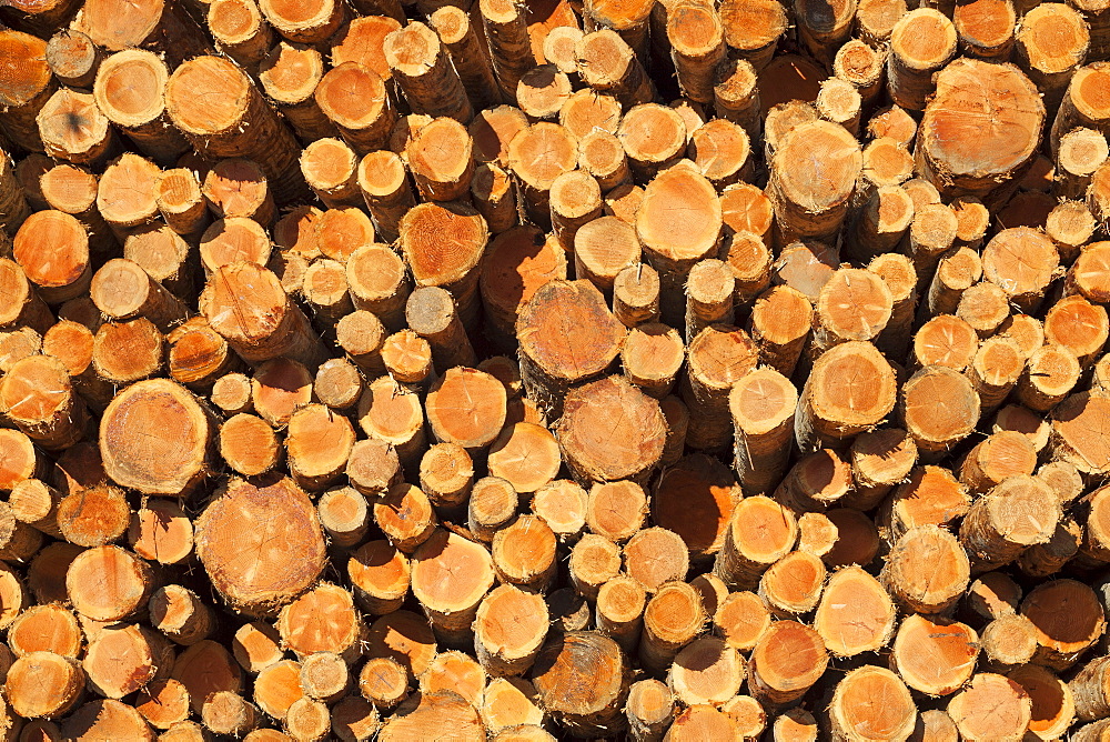 Stacks of logs to be used for lumber, Coos Bay, Or