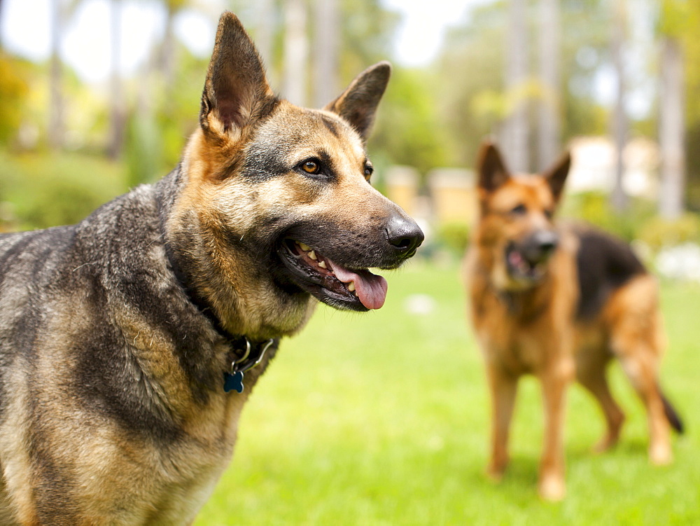 German Shepard, USA, Utah, Salt Lake