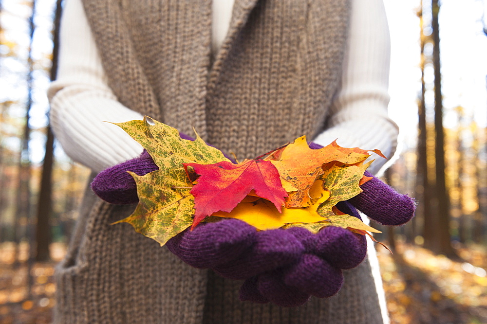 USA, New Jersey, Woman holding leaves in Autumn forest, mid section