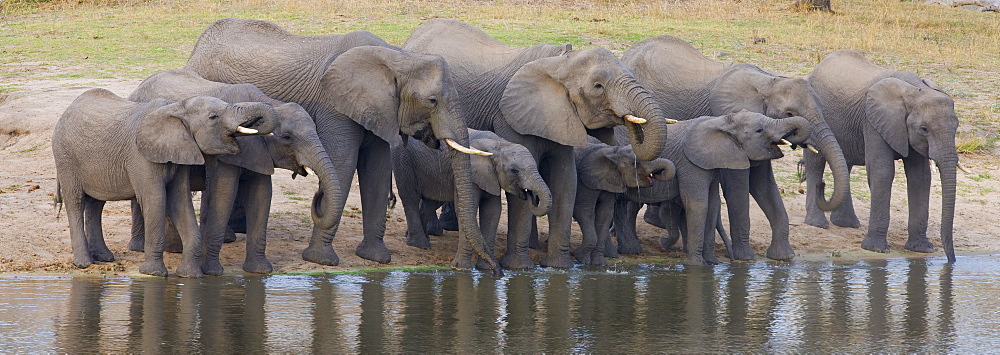 Elephants drinking water