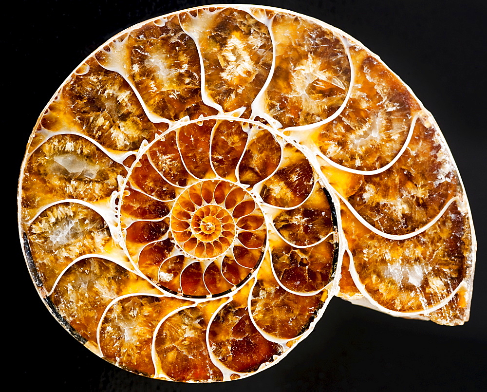 A nautilus shell