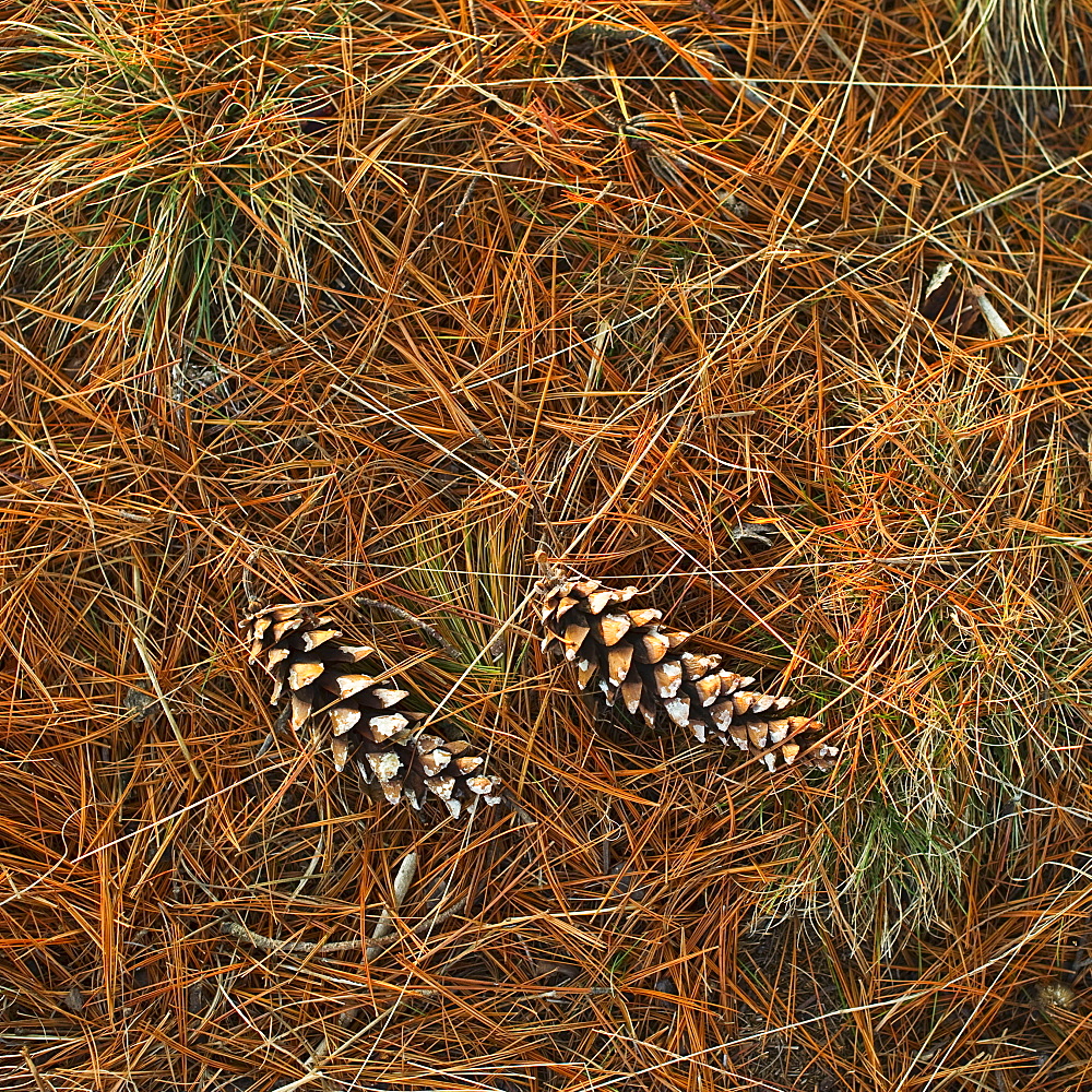 Pine cones