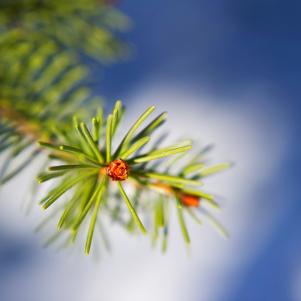 Pine tree branch