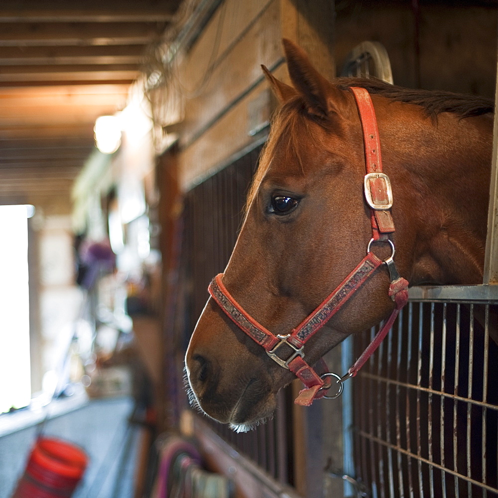 Horse in stall