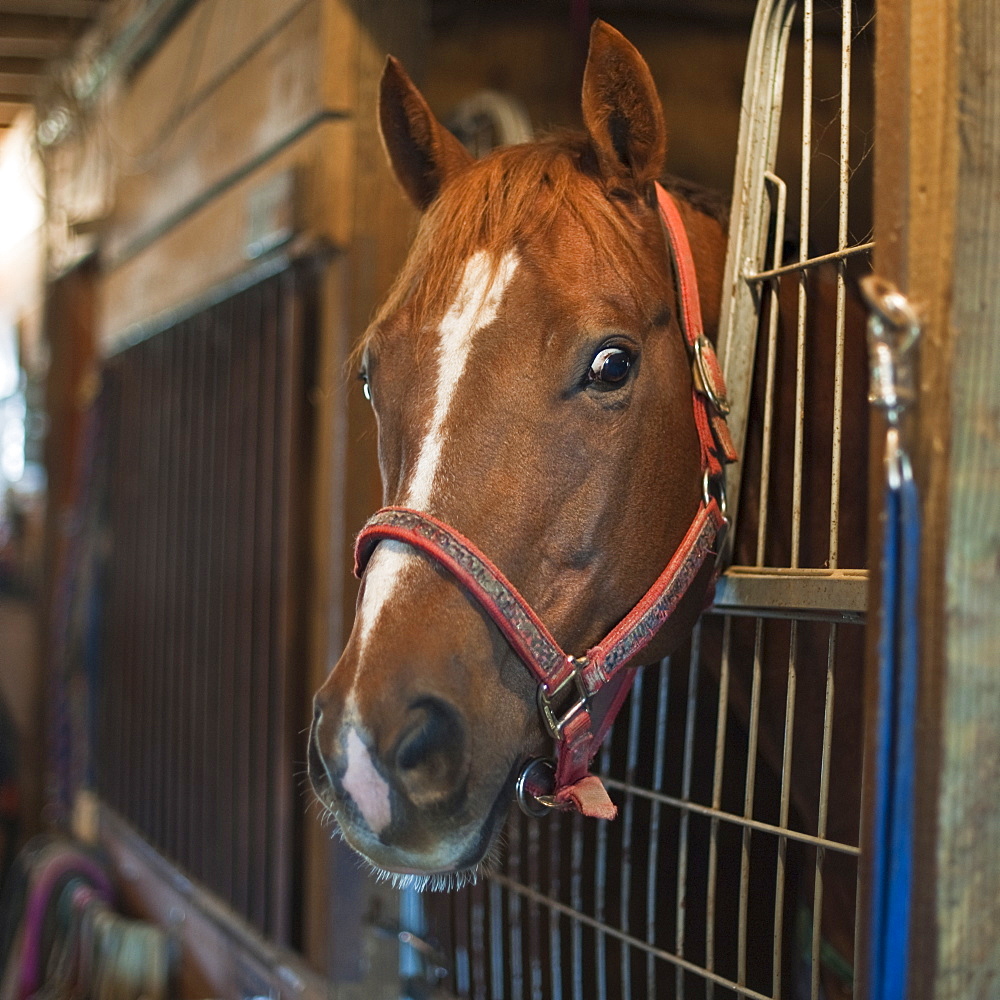 Horse in stall