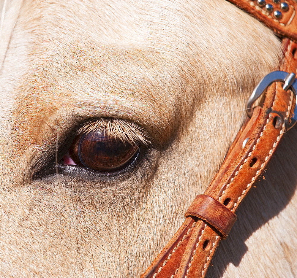 Close-up of horse's eye