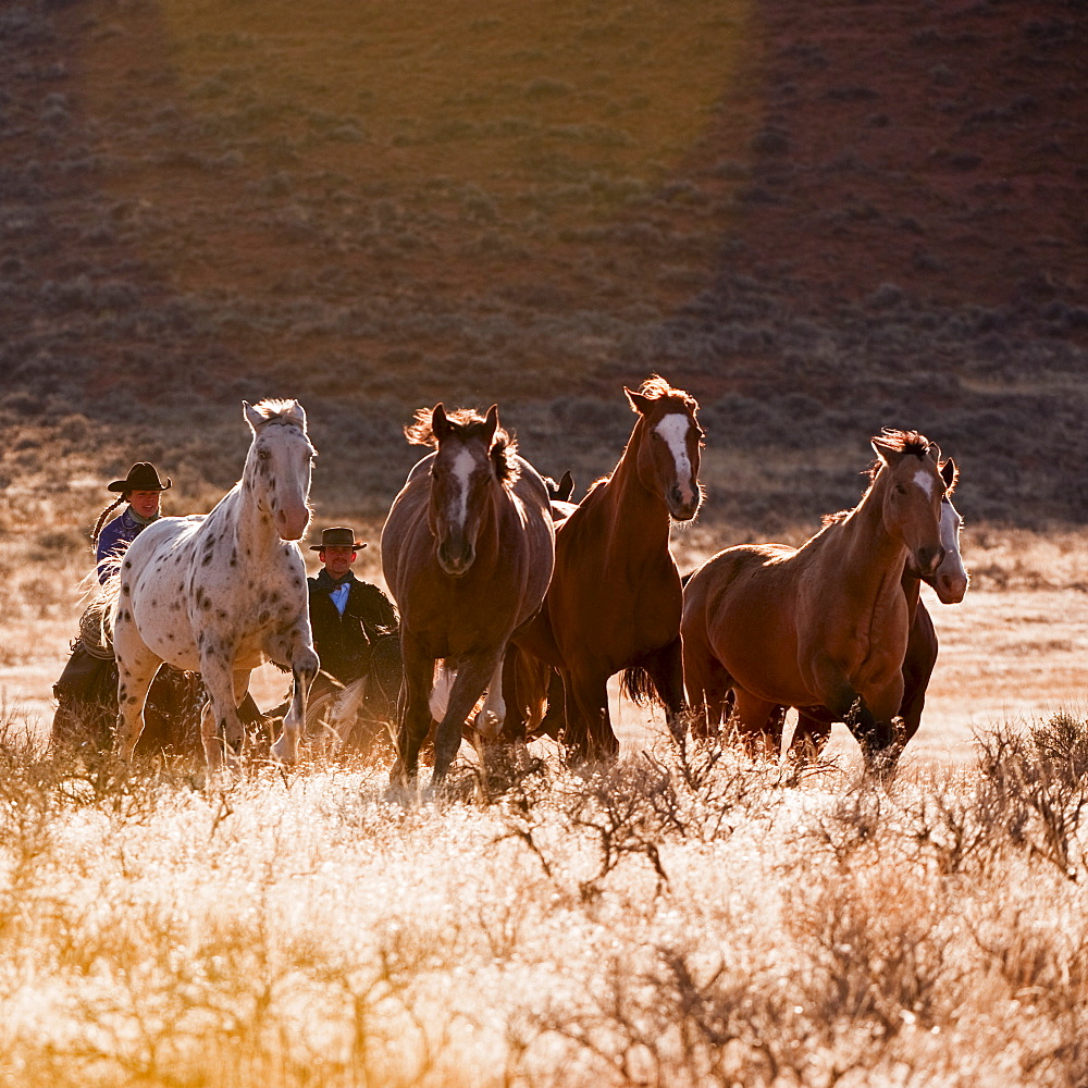 Cowboy herding horses
