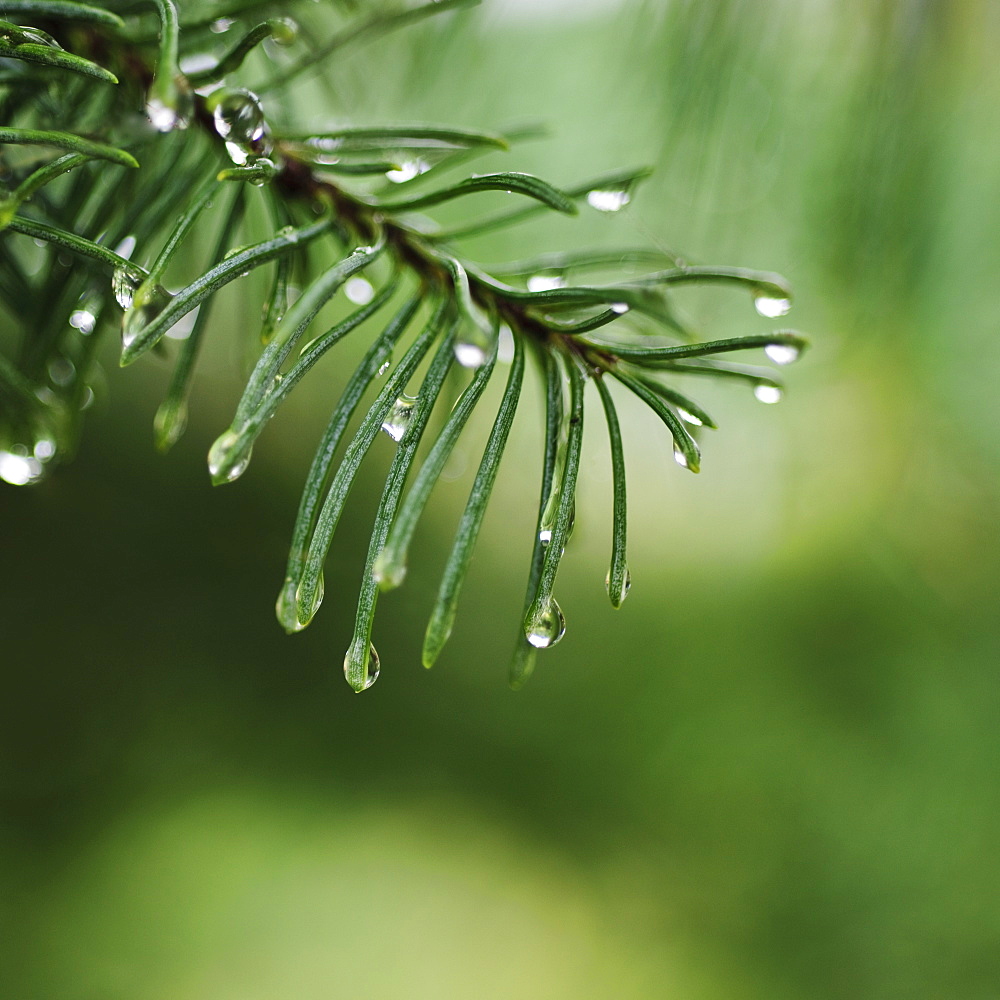 Tree branches outdoors