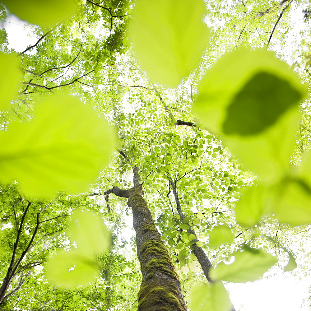 A forest of trees