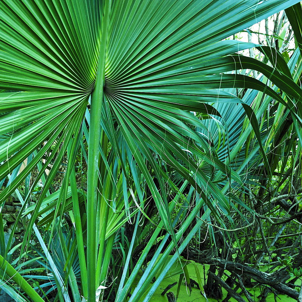 Tropical leaves, St. Thomas, US Virgin Islands
