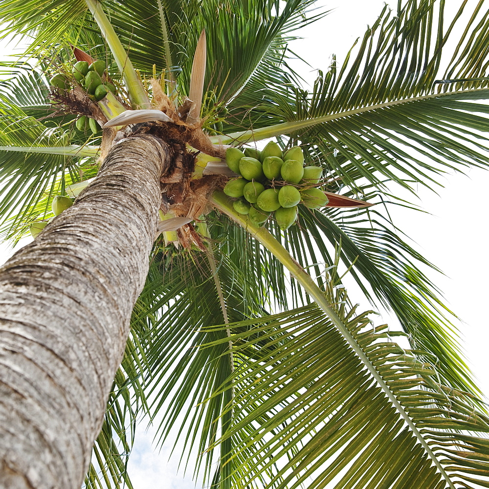 Palm tree and coconuts